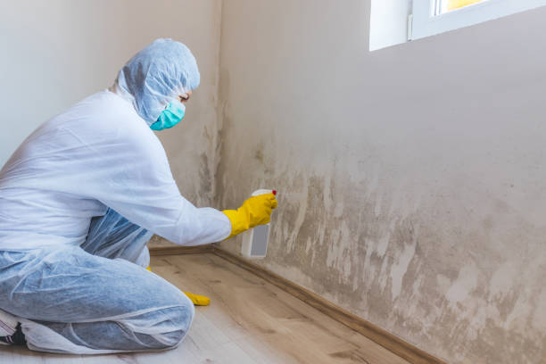 Commercial Mold Remediation assessment for commercial property in Freeburg